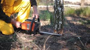 How Our Tree Care Process Works  in  Brownsville, FL