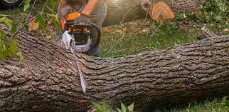 Best Residential Tree Removal  in Brownsville, FL