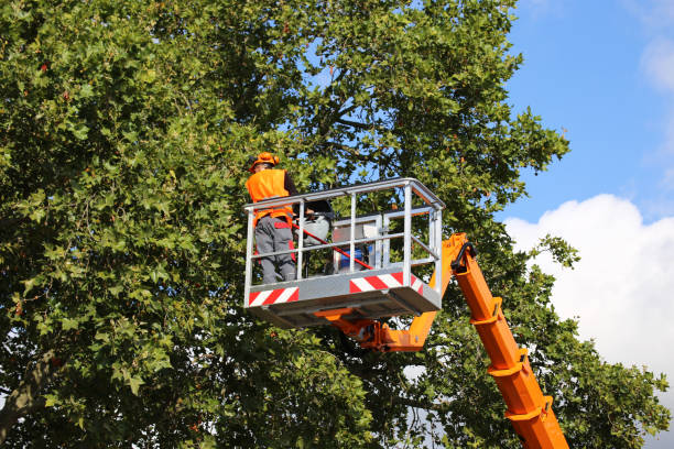 Reliable Brownsville, FL  Tree Services Solutions