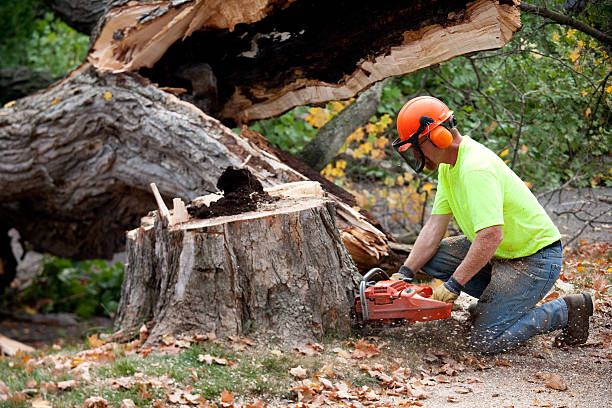 Best Utility Line Clearance  in Brownsville, FL