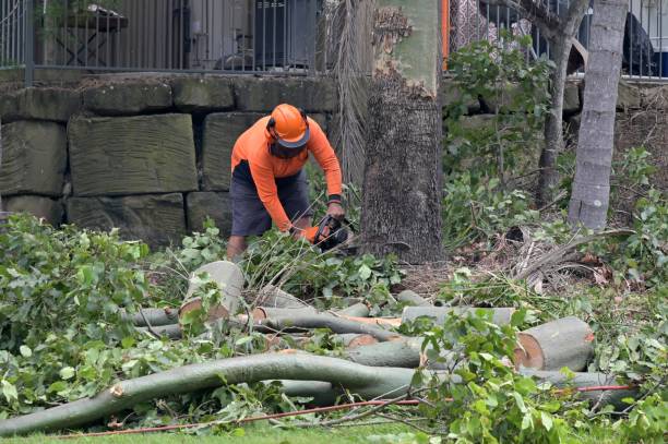  Brownsville, FL Tree Services Pros